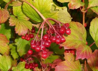 viburnum opulus - viorne obier - oiseau