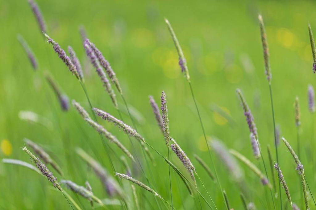 vulpin des prés - Alopecurus pratensis - entretien