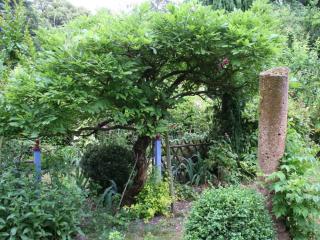 wisteria en arbre - glycine en arbre