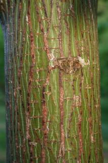Acer capillipes ecorce