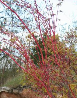 Acer palmatum 'Sangokaku'_ecorce rouge