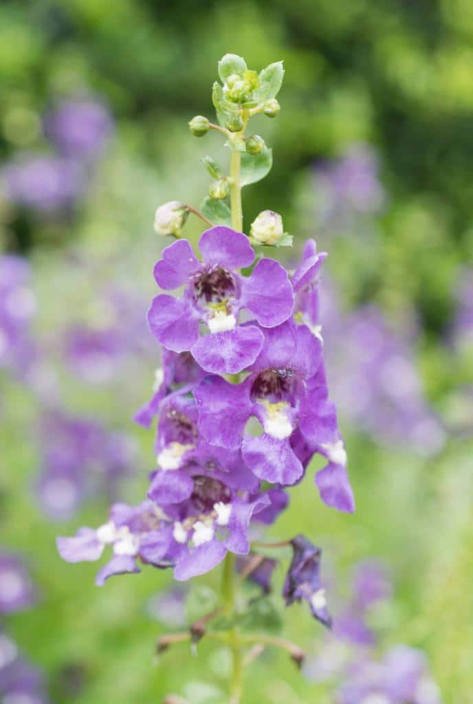 Angelonia : plantation, entretien, variétés – Jardiner Malin