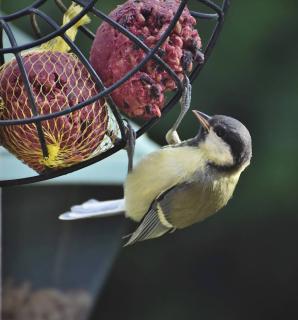 Attirer oiseau jardin boule de graisse graine