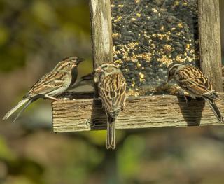 Attirer oiseau jardin mangeoir