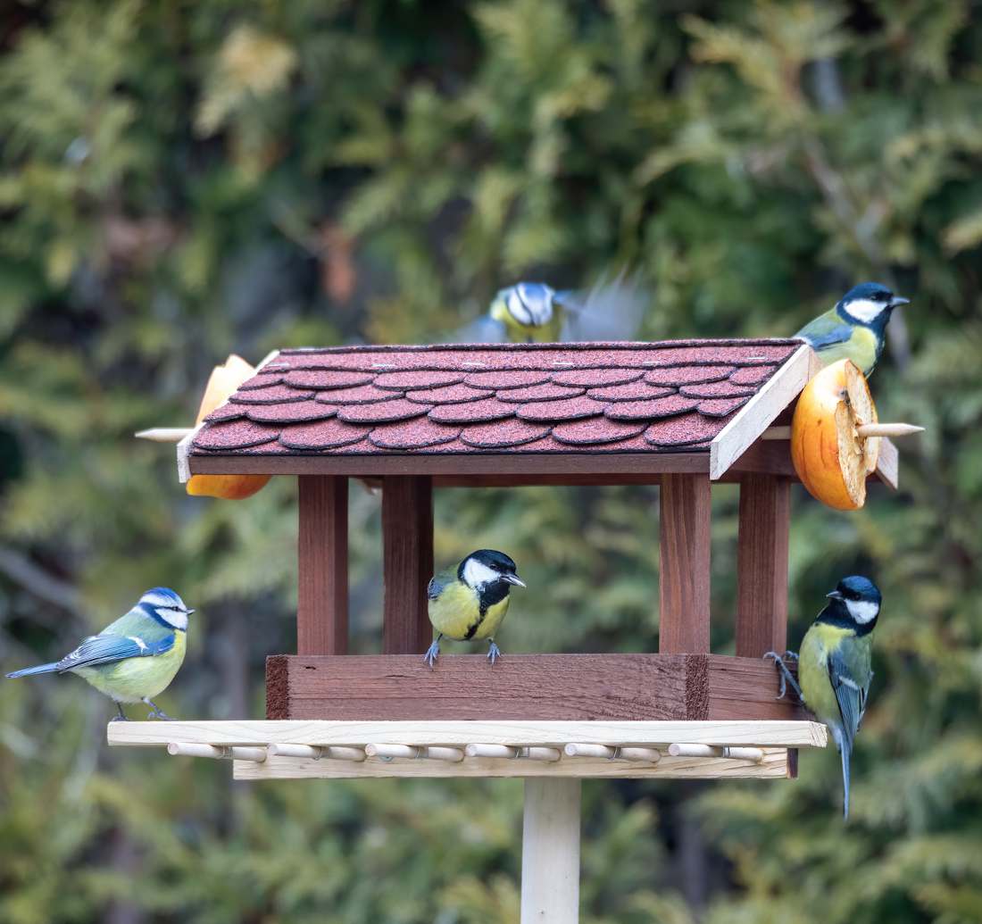 Comment nourrir les oiseaux du jardin ?