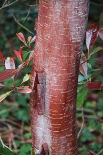 Betula albosinensis var septentrionalis