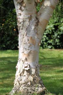 Betula utilis