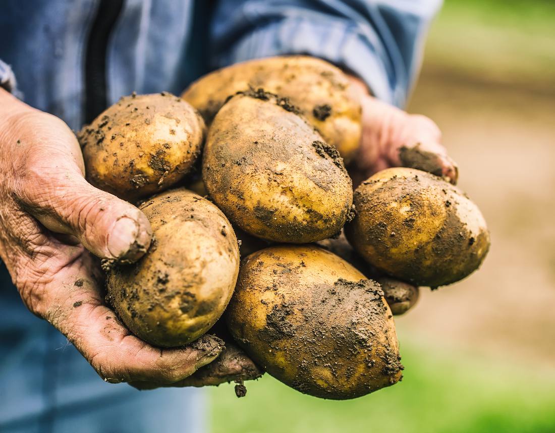 Les pommes de terre : quelles variétés planter pour quelle utilisation en  cuisine ?
