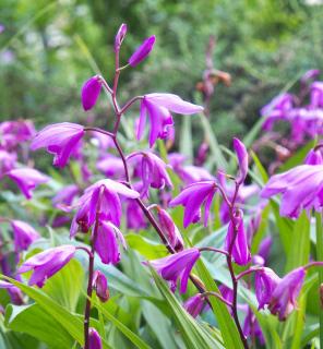 Bletilla striata - orchidée jacinthe extérieur
