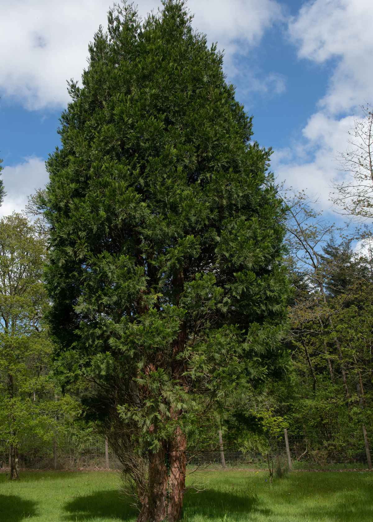 Calocedrus calocèdre