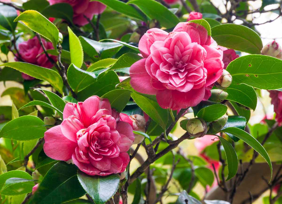 Camelia du japon - Camellia japonica