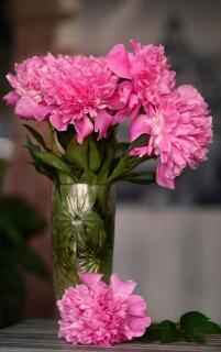 Conserver conservation Bouquet de pivoine