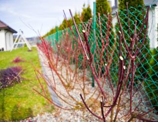 Cornus alba taille - cornouiller blanc