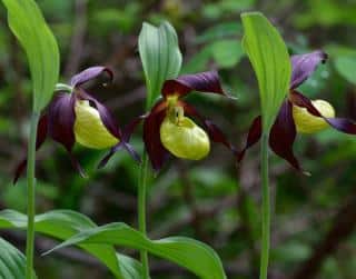 Cypripedium - sabot de venus - orchidee exterieur