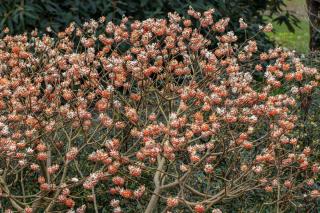 Edgeworthia - buisson à papier