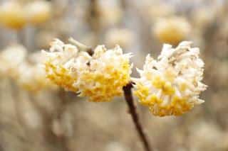 Edgeworthia - buisson à papier entretien