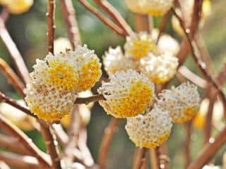 Edgeworthia chrysantha