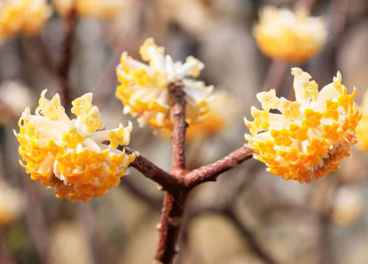 Edgeworthia chrysantha - buisson à papier