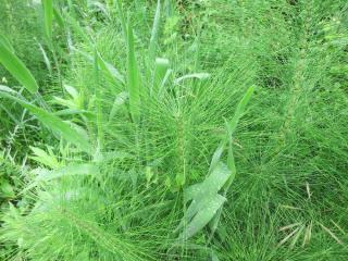 Equisetum arvense - prele des champs - queue de Renard