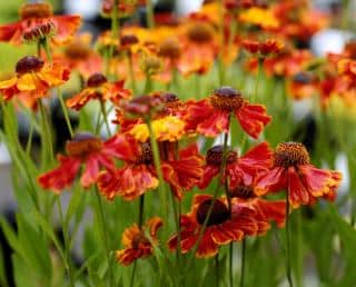 Helenie - Helenium - culture et entretien