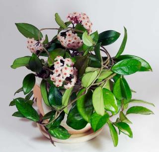 Hoya - fleur de porcelaine