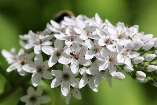 Lysimachia clethroides fleur