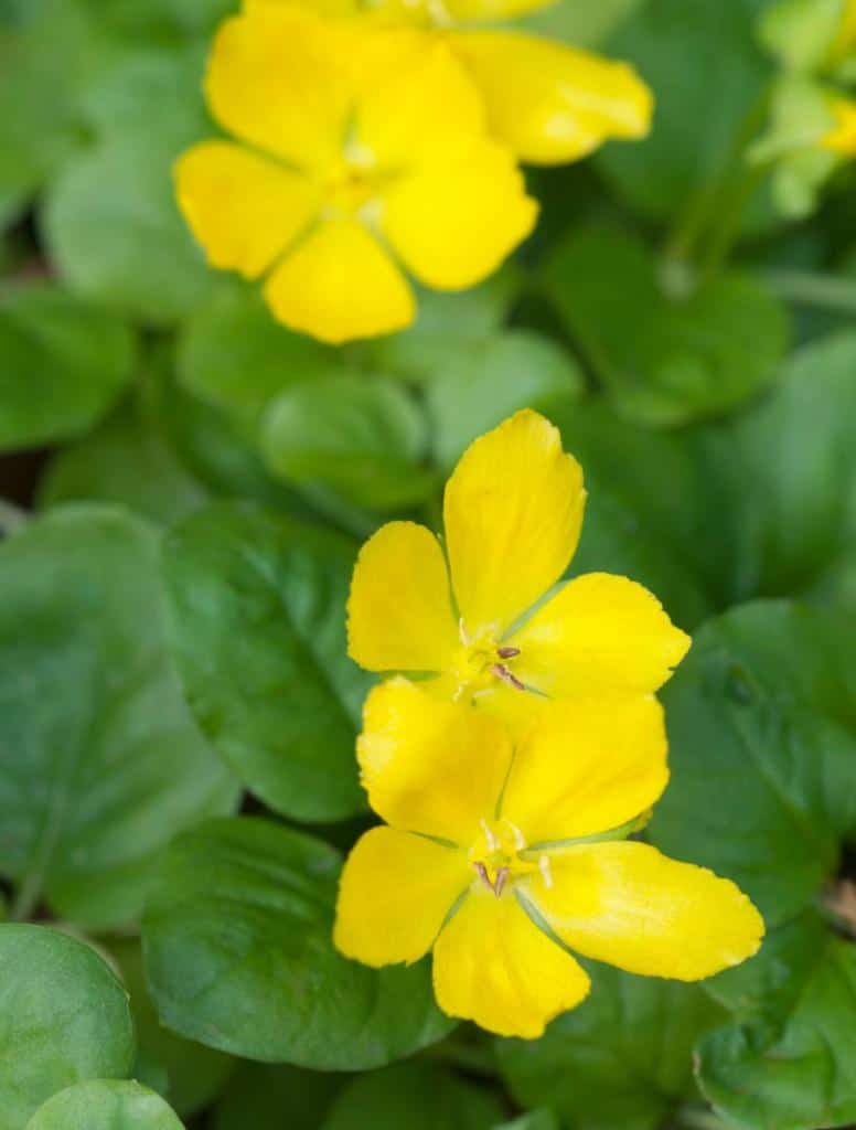 Lysimachia nummularia - herbe aux écus