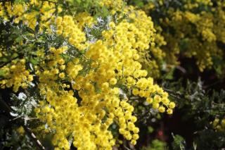 Mimosa de Bailey - acacia baileyana