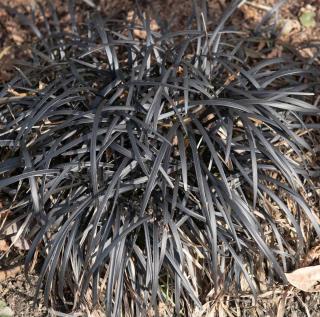 Ophiopogon noir - planiscapus Nigrescens