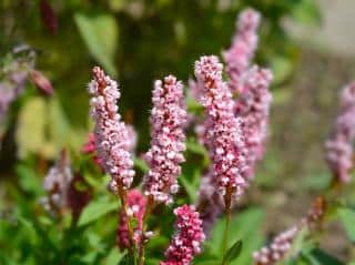 Persicaria affinis - renouée