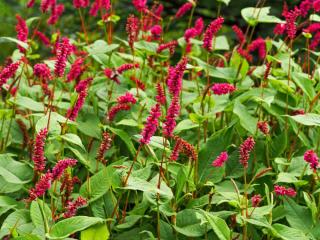 Persicaria amplexicaulis - persicaire rouge