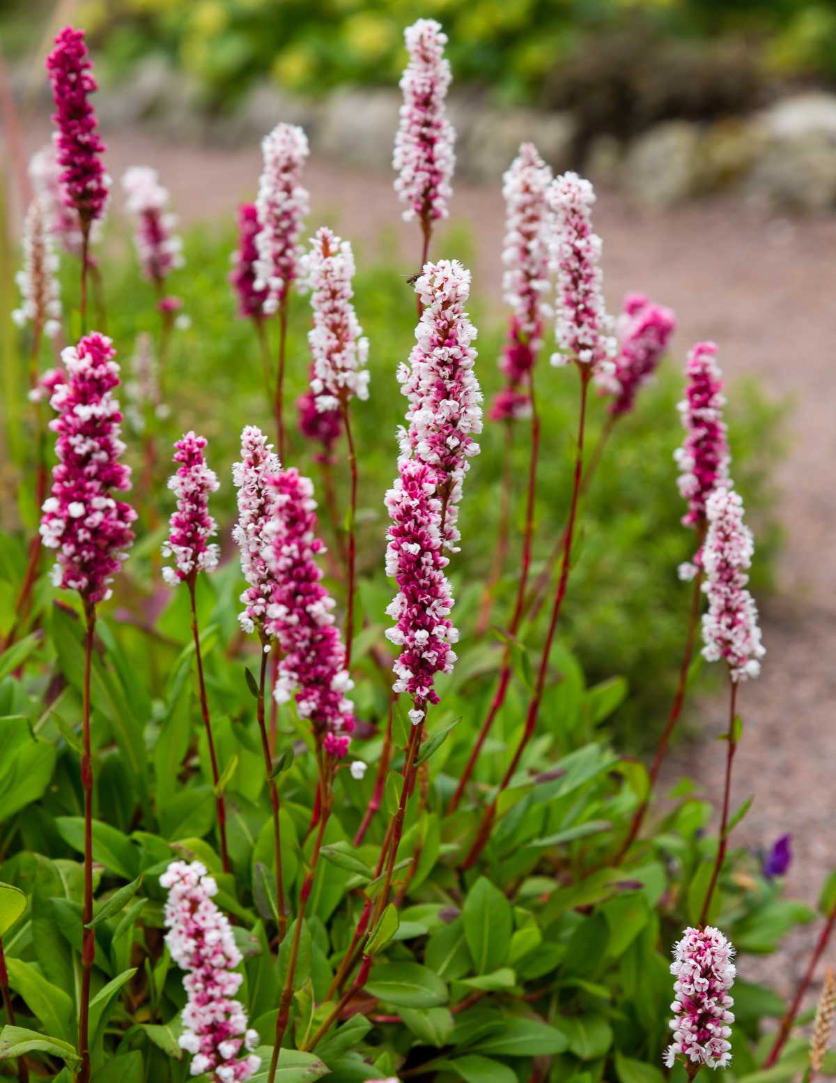 Persicaria - persicaire - renouée fleur