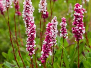 Persicaria - persicaire - renouée plantation