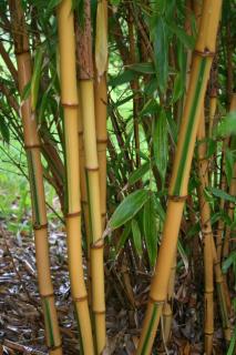 Phyllostachys bambusoides 'Castillonis' - bambou decoratif