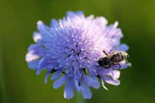 Plantation Knautia arvensis - scabieuse des champs