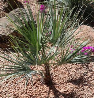 Plantation du Palmier bleu du Mexique - Brahea armata