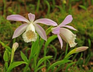 Pleione formosana - Pléioné de formose - orchidée extérieur