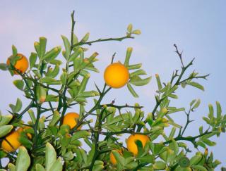 Poncirus trifoliata