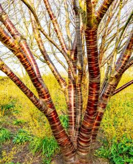 Prunus serrula écorce