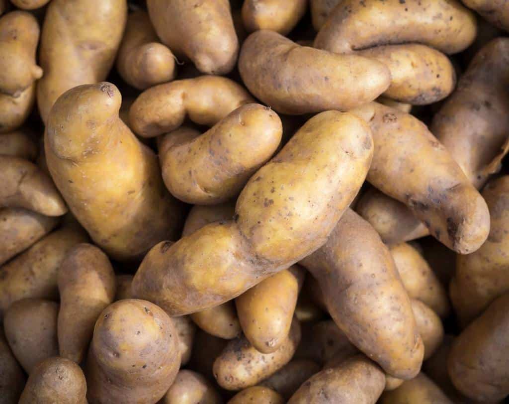 Pomme de terre ‘Ratte’ : culture et utilisation en cuisine