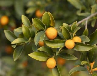 Satsuma