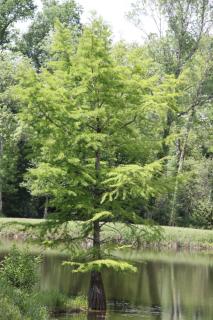 Taxodium distichum - cyprès chauve - eau marais