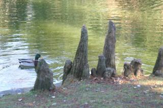 Taxodium_pneumatophore