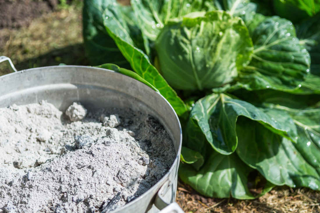 Utilisation cendre jardin potager