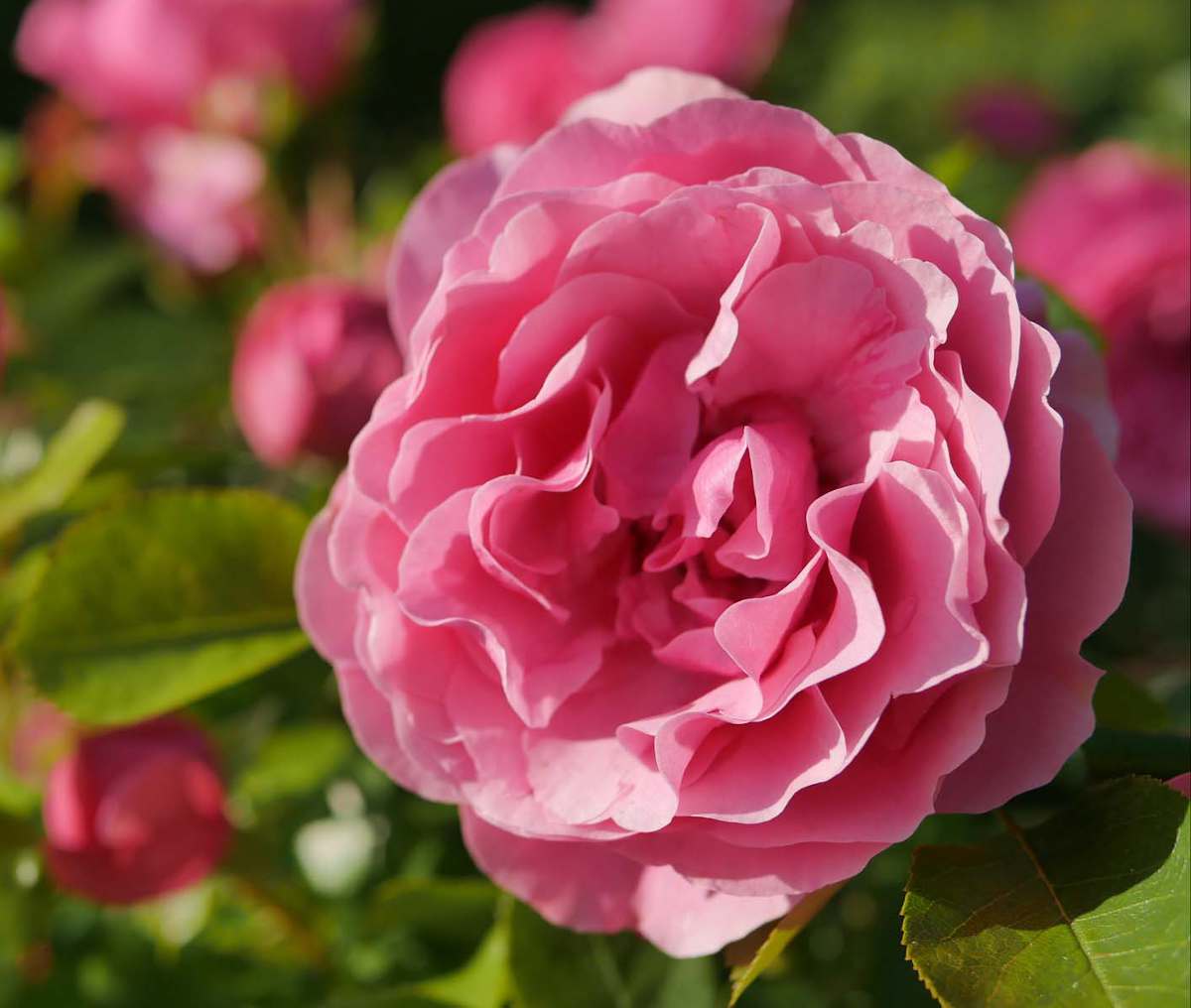 Variétés Rosier résistant aux maladies