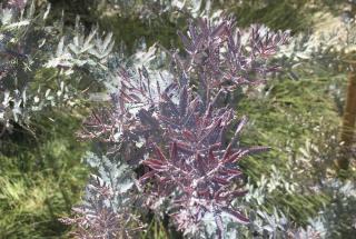 acacia baileyana purpurea - mimosa pourpre