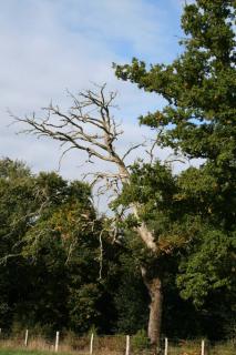 accompagner arbre qui meut doucement