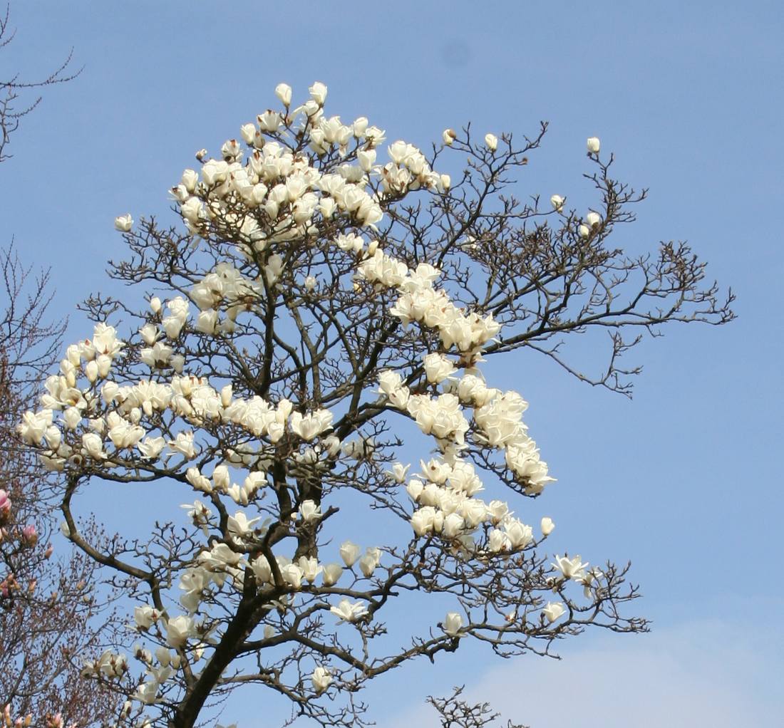 accompagner croissance arbre par la taille