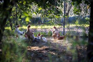 alimentation poule - que donner aux poules