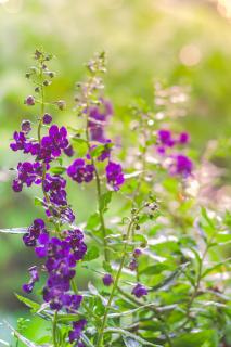 angelface fleur angelonia